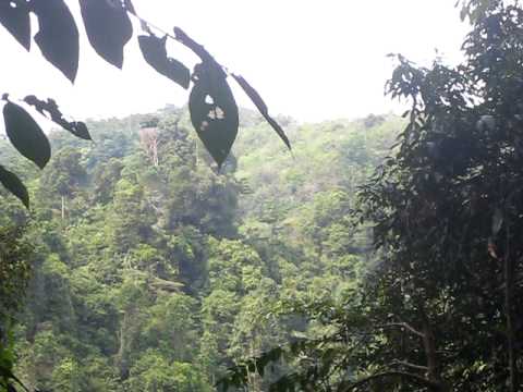 Feed the Orang Utans