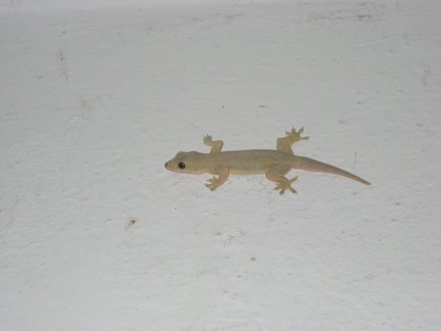 Ящерица бегающая по стене. Геккон Тайланд. Тукке геккон в Тайланде. Гигантский геккон Тайланд. Маленькие Гекконы Таиланда.