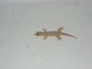 Gecko