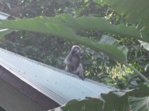 Monkey am Tonsai Beach