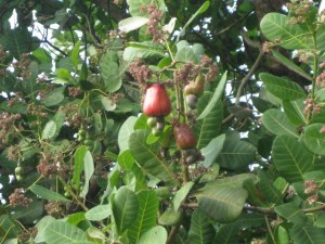 Cashew Nut Tree