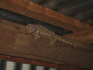 gecko-Pulau-Weh Gecko