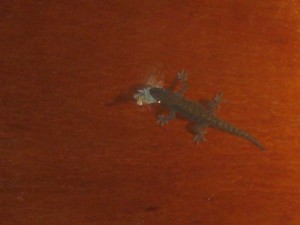 gecko-eat-Pulau-Weh