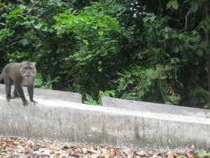 monkey-Pulau-Weh