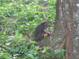 monkey-Pulau-Weh Coconut