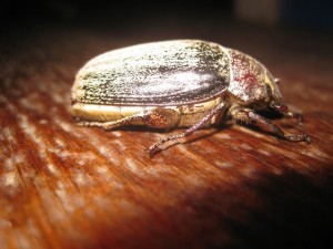 lecker Bug
