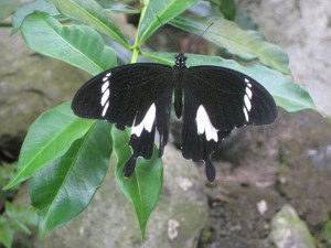 Butterfly-Bukit-Lawang