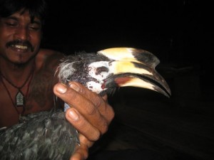 Hornbill-Koh_Phayam-2