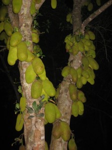 Jakefruittree