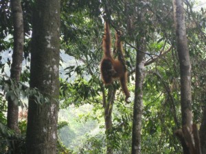 Orang-Utan-Bukit-Lawang-2