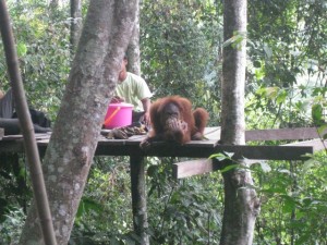 Orang-Utan-Bukit-Lawang