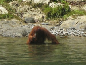 Orang-Utan-fluss-Bukit-Lawang