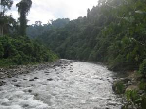 Regenwaldriver-Bukit-Lawang