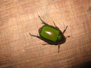 green Bug