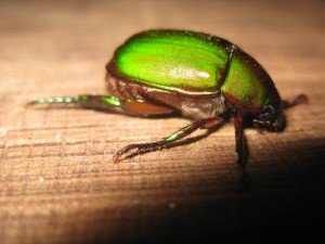 green Bug 2
