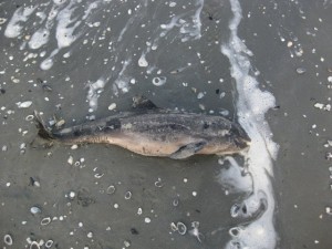 beach mamaia dolphin