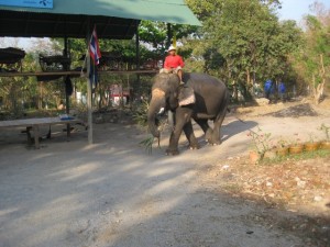 Elephant Village