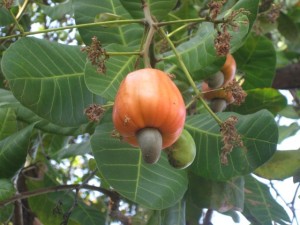 Cashew Frucht mit Nuss